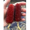 Strawberry Corn Seeds – Zea Mays | Annual | Unique