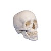 Skull Model 3 Part Numbered