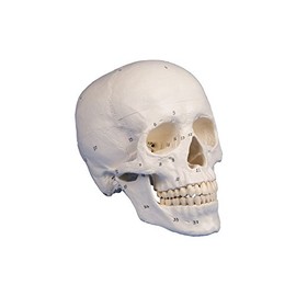 Skull Model 3 Part Numbered