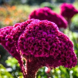 300+ Cockscomb Seeds for Planting Celosia Cockscomb Seeds Dwarf Flower Seed Non-GMO Seeds Exotic Flowers Garden Outdoor