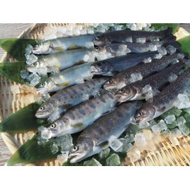 [Domestic] [Uonuma] Clear stream river fish set of 12 tails [3 yamame tails, 3 ircane, 3 rainbow trout, 3 ayu] (Clear stream river fish set)