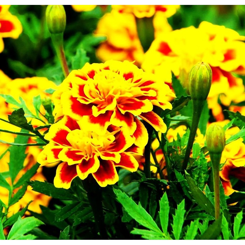 Mixed Marigold Seeds Flower Plant Bonsai Home Decor 200 Pcs