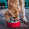 Coldest Dog Bowl - Anti Rust Metal & Non Slip