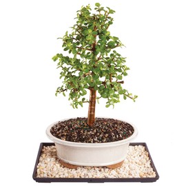 Brussel's Live Dwarf Jade Indoor Bonsai Tree - 8 Years Old; 10" to 14" Tall with Decorative Container, Humidity Tray & Deco Rock