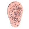 6.7in Ear Acupuncture Model Silicone Engraving Ear Massage Acupuncture Model