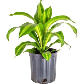 GARDENERA Premium Dracaena Soil Mix - 4 Quart - Expertly Formulated Potting Mix for Thriving Dracaena Trees and Shrubs