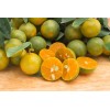 Tree 3Gal Fruiting CALAMANSI/ CALAMONDIN Sour Citrus Airlayered Bush Tree