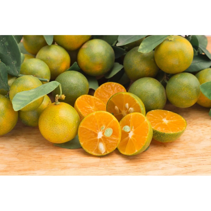 Tree 3Gal Fruiting CALAMANSI/ CALAMONDIN Sour Citrus Airlayered Bush Tree