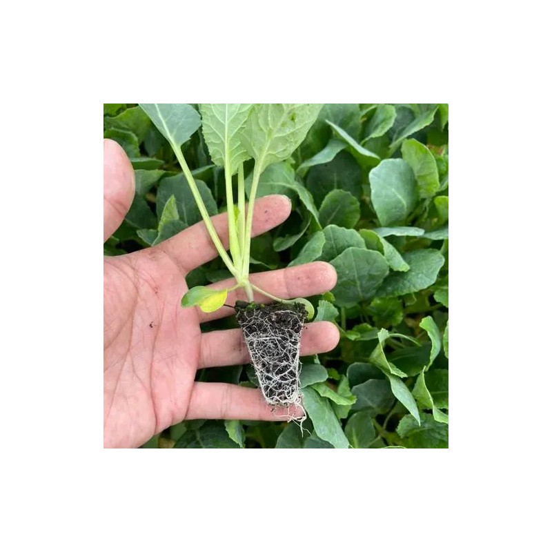 ATLAS Broccoli -Autumn Beauty