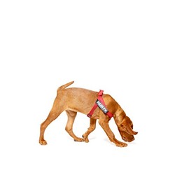 Julius-K9 IDC Belt Harness, red