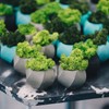 ZUZGO Moss Preserved Decorative Moss for Crafts Moss Picture Model