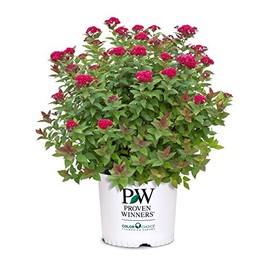Proven Winner Double Play Doozie Spirea, 2 Gal, Red to Purple Flowers