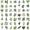 Transparent Green Leaf Stickers 50Pcs Cute Cartoon Plant Sticker for