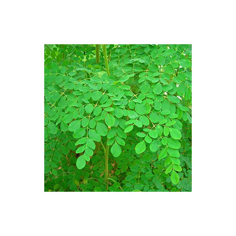 【農薬・化学肥料不使用（JAS認定）】沖縄県産有機モリンガパウダー（30g×3袋）