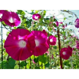 Southeast Seeds Scarlet O'Hara Morning Glory Seeds, Climbing Vine, Variety Sizes, FREE SHIPPING - 70 Seeds or 1/8 OZ
