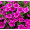 6000 Petunia Seeds, Best Hybrid Mixed Rainbow Color Bonsai Hanging