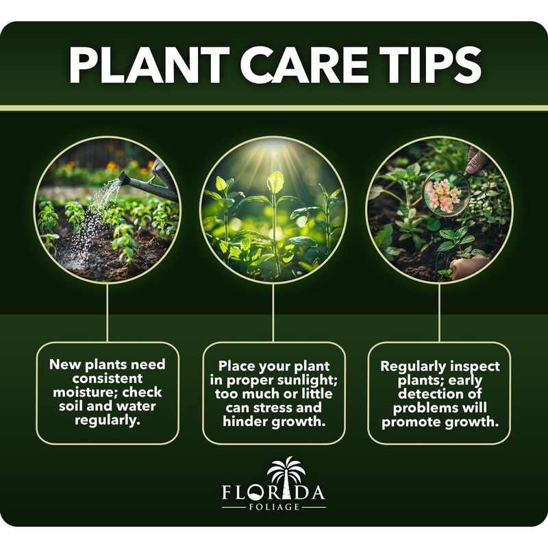 Flax Lily - Dianella Tasmanica Variegata - 40 Live Plants