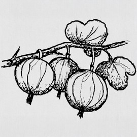 Motif Stamp Gooseberry Berry Wooden Stamp Scrapbooking 38 x 28 mm