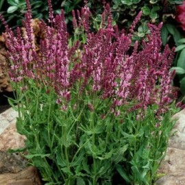 PINK  30+ SEEDS Red Bordeaux Rose Salvia Perennial