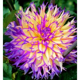 100+ Rare Mix Color Dahlia Pompon Flower Seeds Heirloom Variabilis Beautiful Annual for Planting Outdoor Gardens Yards
