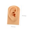 Baluue Ear Piercing Model Display Platform Accurate Human Ear Canal