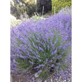Buy NW LOCAL English Lavender Flower Buds Organic Quality Dried Native NW USA - 2 oz Bag - 1 bag