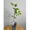 Tree 2 Weeping Cherry Trees - 6-12" Tall Seedlings -