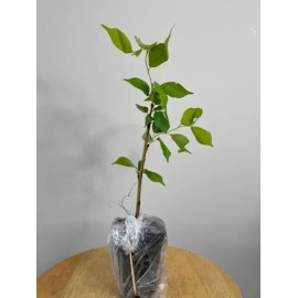 Tree 2 Weeping Cherry Trees - 6-12" Tall Seedlings - Live Plants - 3" Pots