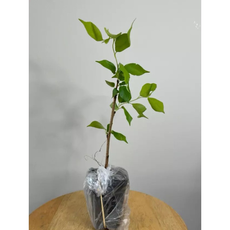 Tree 2 Weeping Cherry Trees - 6-12" Tall Seedlings -