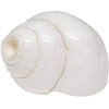 Generic Blowing Shankh Bajne Wala Shankha (Vamvarti Bajnewala) Conch Shell