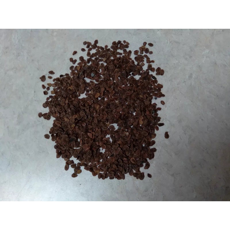Fresh Milkweed seeds, 1,000 seeds, fresh 2024, from wild grown