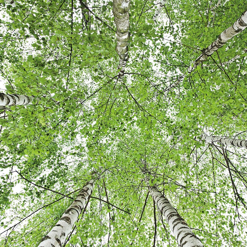 Weleda - Birch Cellulite Oil - 3.4 fl. oz.