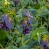 Outsidepride Cerinthe Major Honeywort Seeds - 50 Pcs. Annual, Self-Sowing
