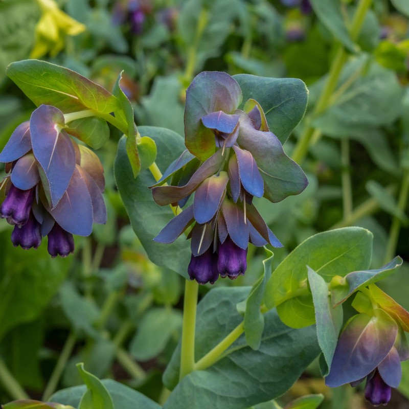 Outsidepride Cerinthe Major Honeywort Seeds - 50 Pcs. Annual, Self-Sowing