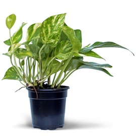 Live Golden Pothos, Devil's Ivy Vine, Christmas Gift Vine Houseplant, Indoor Potted Plant Lover Gift, Fully Rooted Housewarming Gift, Air Purifier in 4" Pot