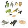 CIYODO 2 Sets Creative Simulation Frog Turtle Growth Model Animal