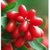 MySeeds.Co Cornus mas (Cornelian Cherry) Shrub Seeds, Early Bloomer -