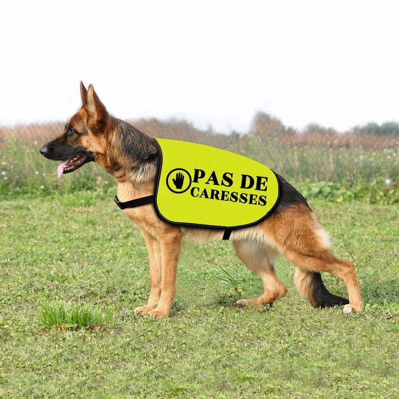 Pas De Caresses Dog Coach Gift Walking Warning Dog Jacket