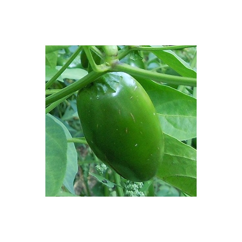 Wayland Chiles Jalapeno Seeds (Early)