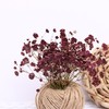 LYFORTZY Dark Red 70 Pcs Dried Babys Breath Pressed Flowers