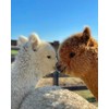 100% Alpaca Wool Bird Nesting Materials for any Hanging Holder