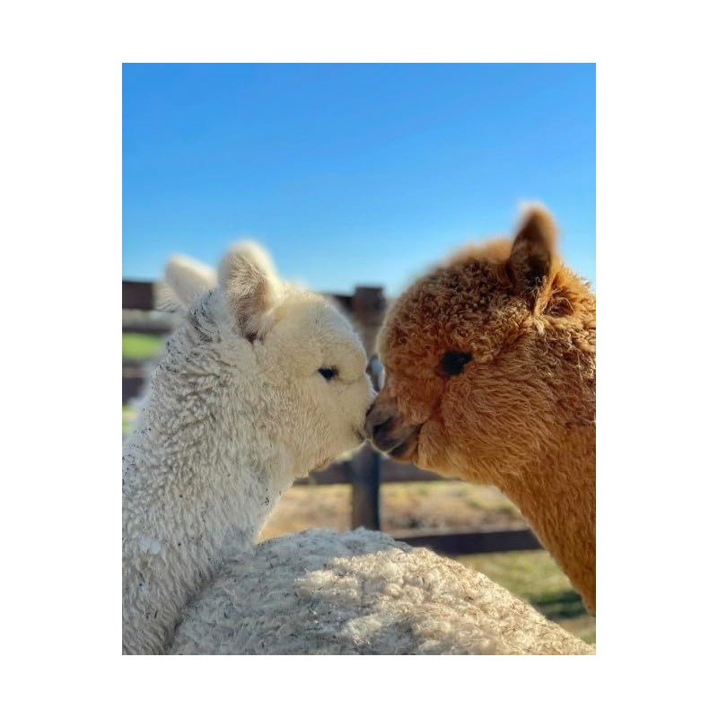 100% Alpaca Wool Bird Nesting Materials for any Hanging Holder