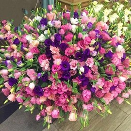 Fresh 100pcs Mixed Eustoma Flower Seeds for Planting, Easy-to-Grow Lisianthus Seeds for Garden, Pots, and Landscaping
