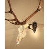 Skull Hooker Big Hooker European Trophy Mount – Perfect Kit