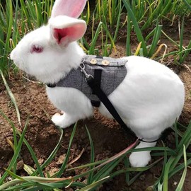 Pssopp Rabbit Harness with Lead, Rabbit Lead and Harness, Adjustable Soft Small Animal Harness, Soft Harness for Rabbits (M)