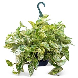 Live Marble Queen Pothos, Variegated Plant, Office Gift, Gardener Gift, Plant Lover Gift, Live Decoration, Father's Day Gift, Trailing Inddor Plant in 8" Hanging Basket