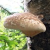Out Grow Birch Polypore (Piptoporus betulinus) Liquid Culture