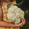 Amazing Cauliflower - 50 Seeds - Reliable Easy Growing Cauliflower