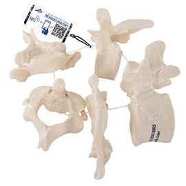 3B Scientific A75/1 5 Vertebrae Model