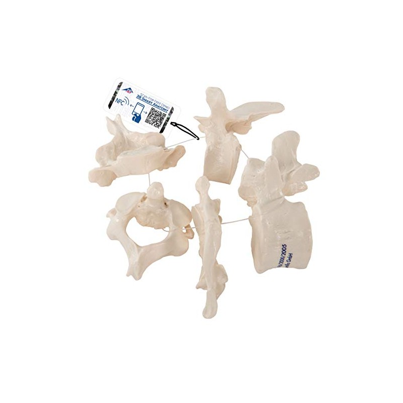 3B Scientific A75/1 5 Vertebrae Model